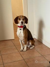 Adotta cane incrocio Beagle e Segugio Pluto?