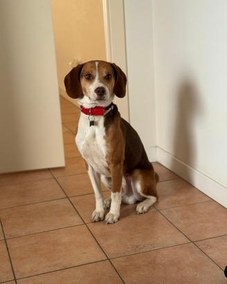 Adotta cane incrocio Beagle e Segugio Pluto?