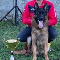 Cucciolo Pastore Tedesco