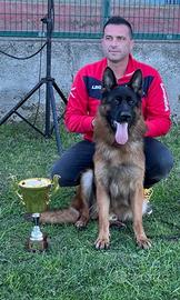 Cucciolo Pastore Tedesco