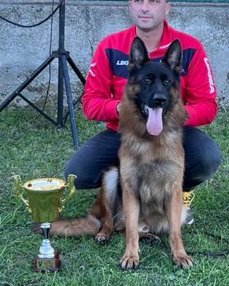 Cucciolo Pastore Tedesco