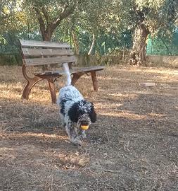 Cucciolo di Lagotto Romagnolo con Pedigree