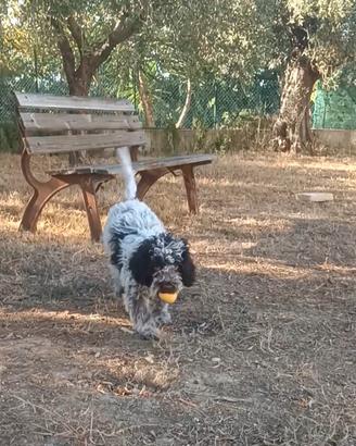 Cucciolo di Lagotto Romagnolo con Pedigree