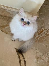 Gattina British