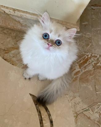 Gattina British