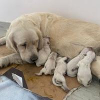 Golden retriever