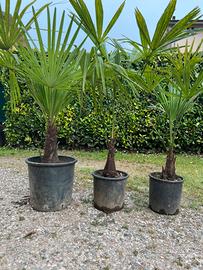 Palme in vaso da piante Palme in invaso da piantum