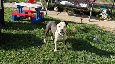 Amstaff x american bully