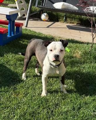 Amstaff x american bully