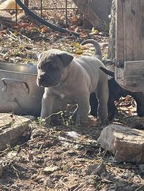 Cuccioli cane tipo Corso