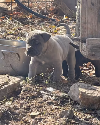 Cuccioli cane tipo Corso