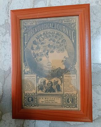 Quadro Testa Frenologica in cornice legno 