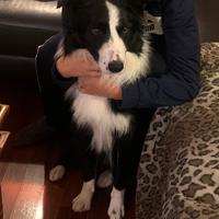 Famiglia per Border collie