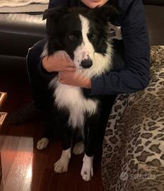 Famiglia per Border collie