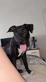 Pittbul incrocio amstaff