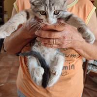 Gattini
