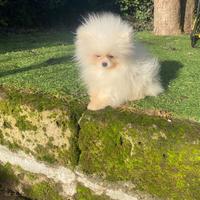 Cuccioli di spitz Pomerania