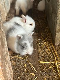 Coniglietti teste di leone