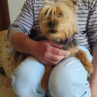 Femmina di yorkshire adulta