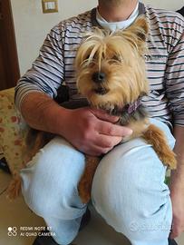 Femmina di yorkshire adulta