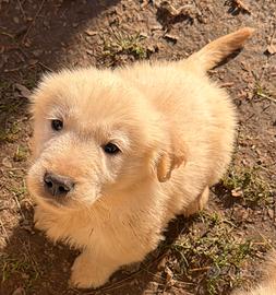 Simba cucciolo Golden retriever americano