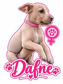 Cucciola Pitbull