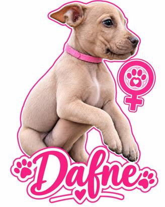 Cucciola Pitbull