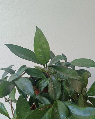 Pianta fiori di cera  Hoya carnosa