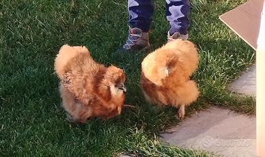 Galline Moroseta adulti riproduttori 