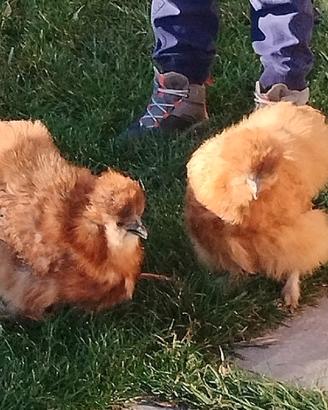 Galline Moroseta adulti riproduttori 