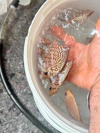 Discus