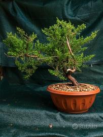 Pre Bonsai di Cipresso Toscano