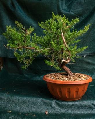Pre Bonsai di Cipresso Toscano