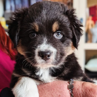 Cucciolo pastore australiano