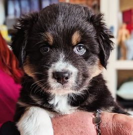 Cucciolo pastore australiano