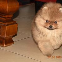 Cuccioli di Pomerania con pedigree Enci
