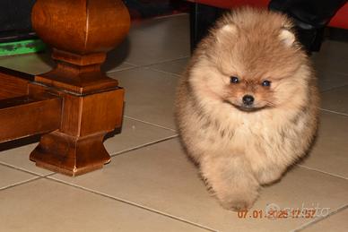 Cuccioli di Pomerania con pedigree Enci