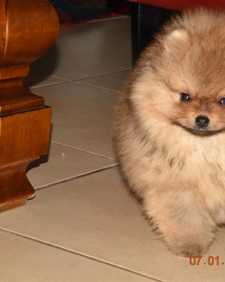 Cuccioli di Pomerania con pedigree Enci