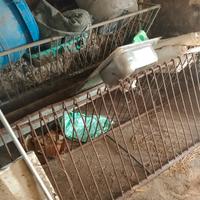 mangiatoia per  pecore 