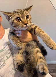 Gatto British shorthair tabby