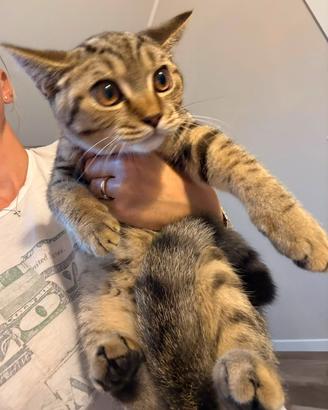 Gatto British shorthair tabby
