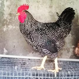 Gallo amrock