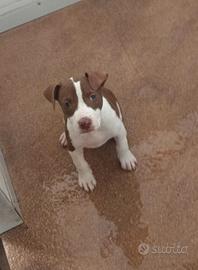 Cucciola pitbull