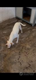 Cucciolona segugio istriano