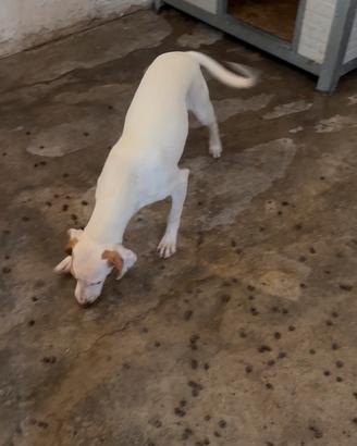 Cucciolona segugio istriano