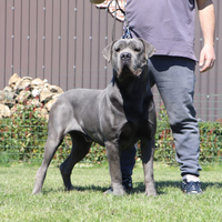 Cane corso disponibile per monte