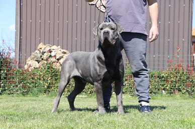 Cane corso disponibile per monte
