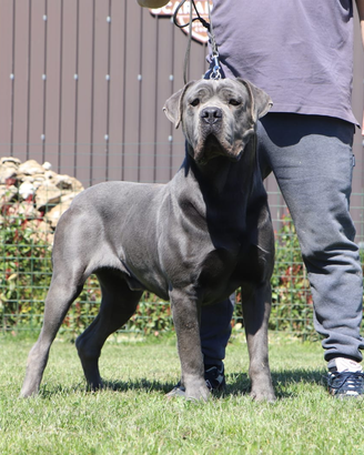Cane corso disponibile per monte