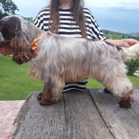 Cocker Spaniel Inglese maschio per monta