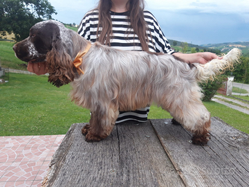 Cocker Spaniel Inglese maschio per monta